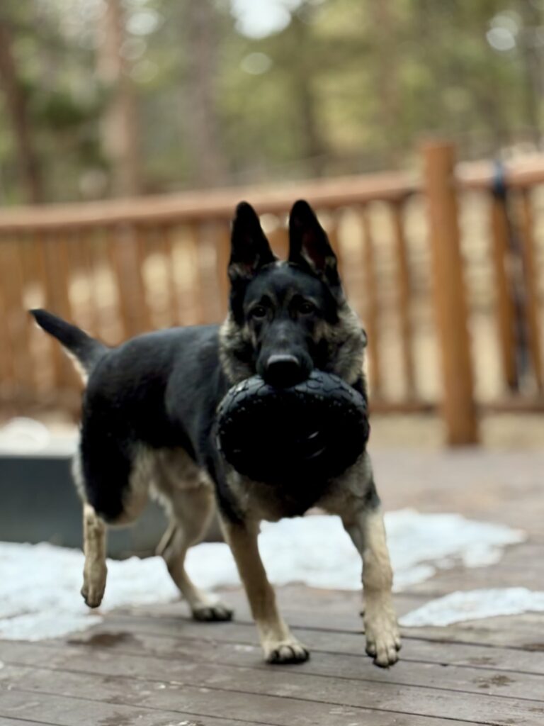 Black shepherd dog, carrying a tire toy, he is walking forward while watching the camera