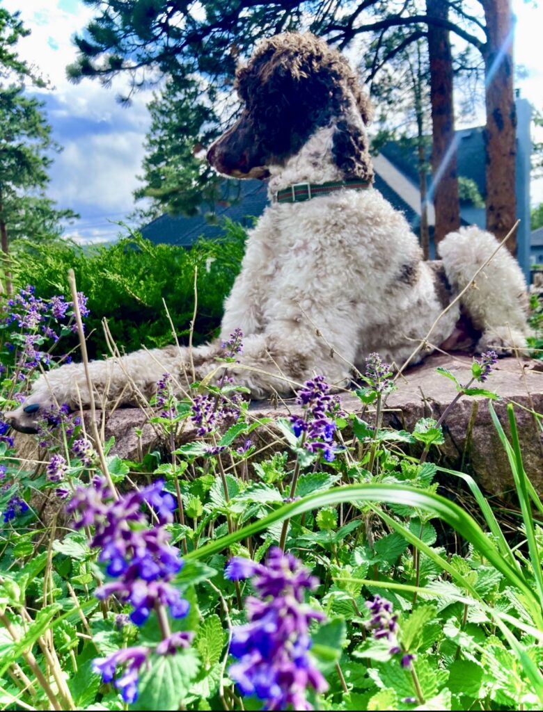 Dog lays on a rock surrounded by flowers